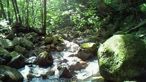 原生林　川のサムネール画像
