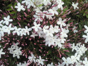 羽衣ジャスミン