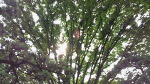 皇居の木漏れ日