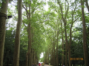 シュノンソー城プラタナス並木